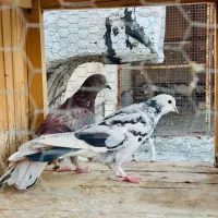 کبوتر گرفتنی|پرنده|قم, زنبیل آباد|دیوار