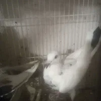 سینه قهوه ای|پرنده|زابل, |دیوار