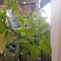 گل های زیبا