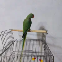 خورشیدی راهب شاه طوطی عروس هلندی ملنگو