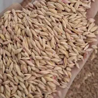 بذر جو بهمن