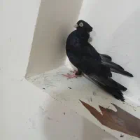 کبوتر|پرنده|ایذه, |دیوار