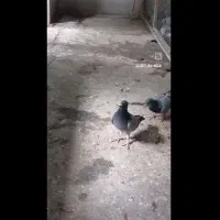 سلام کفتر  ماده دوخط