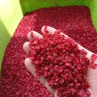 مرکز خرید وفروش زرشک بیرجند