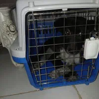 واگزاری سگ نگهبان