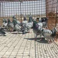 جوجه کبوتر *به عکس دوم توجه کنید*