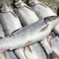 انواع ماهی تازه زنده