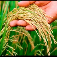 فروش شالیزار ۵۰۰۰ متری بر آسفالت