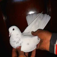 کبوتر پرشی|پرنده|تهران, بیسیم|دیوار