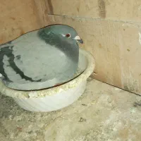 یکجفت کفتر پلاکی هلند|پرنده|بهارستان, |دیوار