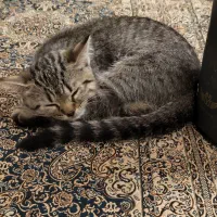 گربه اسکاتیش نر|گربه|زنجان, |دیوار