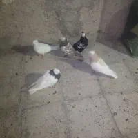 رنگی|پرنده|بهارستان, |دیوار