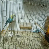 مرغ عشق رینبوبا جوجه و عروس نر|پرنده|رشت, کوی فکوری|دیوار