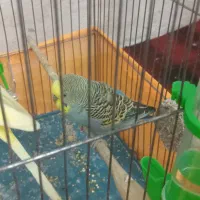 مرغ عشق|پرنده|سرپل ذهاب, |دیوار