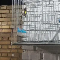 سهره سرخ وحش امسال|پرنده|اندیمشک, |دیوار