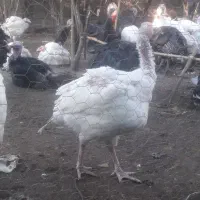 بیوتی کاملا ارگانیک