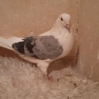 نردوکت سبز پرشی بازی دار|پرنده|خمینی‌شهر, |دیوار