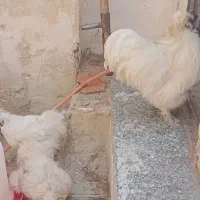 مرغ ابریشمی زیبا