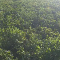 زمین کشاورزی ابی