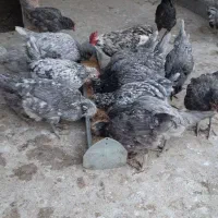 تخم مرغ نطفه دار گلین طوسی