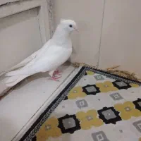 کبوتر سفید