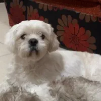 گمشده سگ شیدزو مالتیز ماده