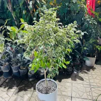 فروش گلهای آپارتمانی با مشاوره|گل و گیاه طبیعی|پردیس, فاز ۴|دیوار