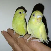 مرغ عشق سرامیکی|پرنده|ری, دیلمان|دیوار