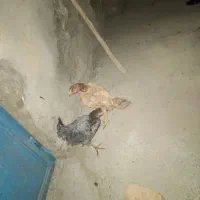 دوعدد مرغ لاری