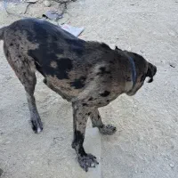 سگ معاوضه با ککیلی|سگ|اردبیل, |دیوار