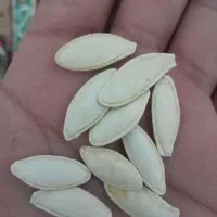فروش تخمه کدو خام