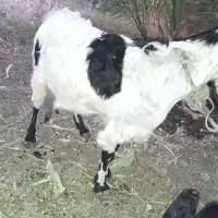 بز شیری اصل