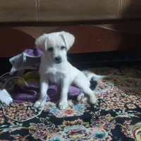 توله سگ شناسنامه دار