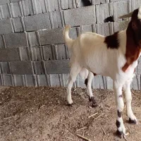 کهره نر چاق