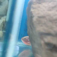 هیبرید کامفا و ویجا