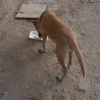 واگذاری طوله ۶ ماهه|سگ|تهران, هفده شهریور|دیوار