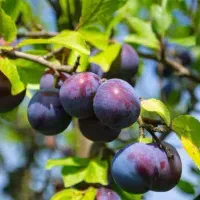 معتبرترین پیش فروش نهال الوپایه کوتاه|خدمات باغبانی و درختکاری|تربت‌حیدریه, قاسم آباد|دیوار