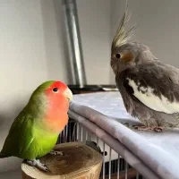 عروس هلندی گم شده|حیوانات|امیدیه, |دیوار