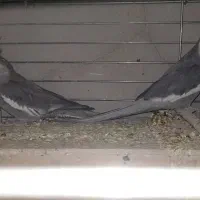 فروش چند عدد عروس هلندی|پرنده|سیرجان, |دیوار