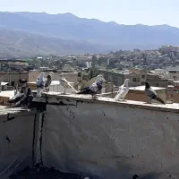 ۲۰عددکبوتر پروازی