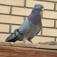 کبوترسبز آبادانی