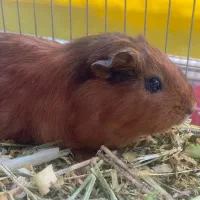 خوکچه و همستر|موش و خرگوش|چابکسر, |دیوار