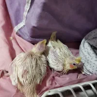 امیدیه ۲۸ هکتاری تعاونی مسکن