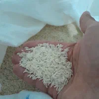 برنج هاشمی تازه درجه یک