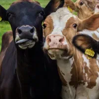 فروش علوفه دامی