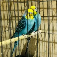 مرغ عشق خاص|پرنده|تهران, پاسداران|دیوار