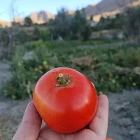 گوجه درجه یک کُرُه