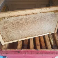 عسل طبیعی کیفیت بالا