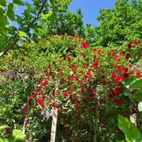 خدمات باغبانی وفروش گل وگیاه