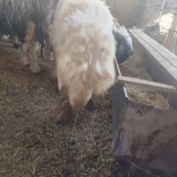 فروش بره درجه یک